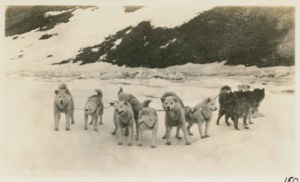 Image: Eskimo [Inughuit] dog team